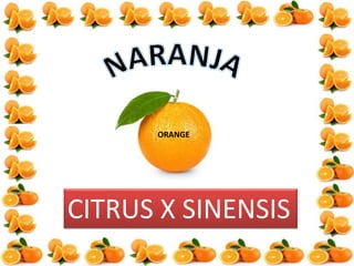 CITRUS X SINENSIS
ORANGE
 
