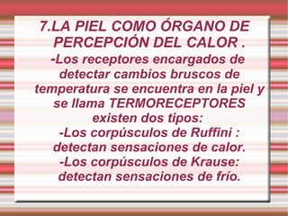 7.LA PIEL COMO ÓRGANO DE PERCEPCIÓN DEL CALOR . - Los receptores encargados de  detectar cambios bruscos de temperatura se encuentra en la piel y se llama TERMORECEPTORES existen dos tipos:  -Los corpúsculos de Ruffini : detectan sensaciones de calor. -Los corpúsculos de Krause: detectan sensaciones de frío. 