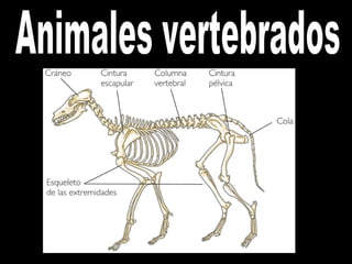 Animales vertebrados 