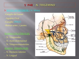 3- MAXILAR INFERIOR: ( N. Mixto)
-Ganglio de Gasser
-Agujero Oval
-Ganglio OTICO
-Ramas anter. y poster.
RAMAS COLATERALES:
… N. Témporales
… N. Aurículotemporal
… N. Témporomaseterino
RAMAS TERMINALES
… N. Dentario inferior
… N. Lingual
 