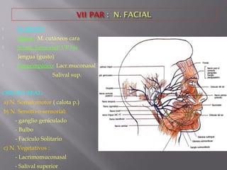  N. MIXTO:
 Motor : M. cutáneos cara
 Sensit. Sensorial: VII bis
lengua (gusto)
 Parasimpático: Lacr.muconasal
Salival sup.
ORIGEN REAL:
a) N. Somatomotor ( calota p.)
b) N. Sensitivo-sensorial:
- ganglio geniculado
- Bulbo
- Facículo Solitario
c) N. Vegetativos :
- Lacrimomuconasal
- Salival superior
 