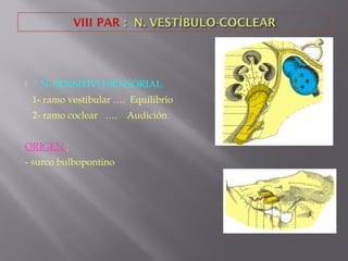  N. SENSITIVO SENSORIAL
1- ramo vestibular …. Equilibrio
2- ramo coclear …. Audición
ORIGEN :
- surco bulbopontino
 