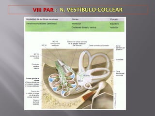 VIII PARVIII PAR : N. VESTÍBULO-COCLEAR: N. VESTÍBULO-COCLEAR
 