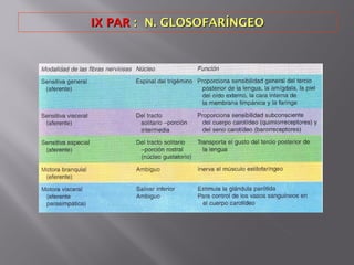 IX PARIX PAR : N. GLOSOFARÍNGEO: N. GLOSOFARÍNGEO
 