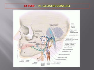 IX PARIX PAR : N. GLOSOFARÍNGEO: N. GLOSOFARÍNGEO
 