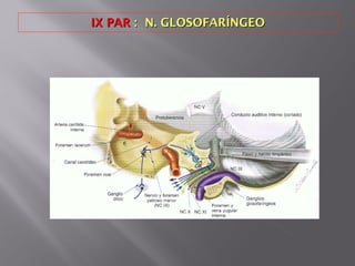 IX PARIX PAR : N. GLOSOFARÍNGEO: N. GLOSOFARÍNGEO
 