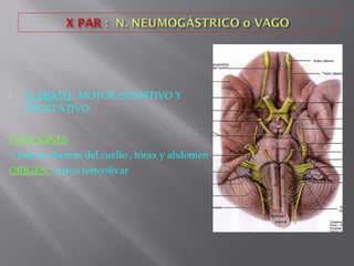  N. MIXTO : MOTOR, SENSITIVO Y
VEGETATIVO
FUNCIONES:
- Inerva vísceras del cuello , tórax y abdomen
ORIGEN : surco retroolivar
 