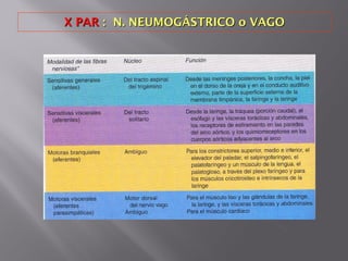 X PARX PAR : N. NEUMOGÁSTRICO o VAGO: N. NEUMOGÁSTRICO o VAGO
 