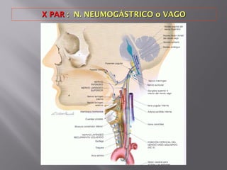 X PARX PAR : N. NEUMOGÁSTRICO o VAGO: N. NEUMOGÁSTRICO o VAGO
 