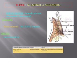  NERVIO MOTOR ( formado por una
raíz espinal y otra craneal)
FUNCION:
- Fibras motoras: Ms. ECM y Trapecio
ORIGEN :
- surco retroolivar
 