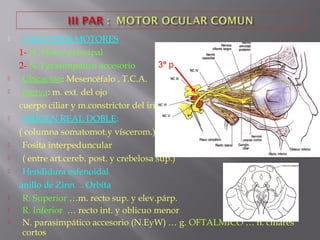  2 NUCLEOS MOTORES
1- N. Motor principal
2- N. Parasimpático accesorio
 Ubicación: Mesencéfalo , T.C.A.
 Inerva: m. ext. del ojo
cuerpo ciliar y m.constrictor del iris
 ORIGEN REAL DOBLE:
( columna somatomot.y víscerom.)
 Fosita interpeduncular
 ( entre art.cereb. post. y crebelosa sup.)
 Hendidura esfenoidal
anillo de Zinn .. Orbita
 R. Superior …m. recto sup. y elev.párp.
 R. Inferior … recto int. y oblicuo menor
 N. parasimpático accesorio (N.EyW) … g. OFTALMICO … n. ciliares
cortos
3ª p
 