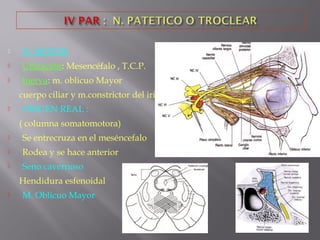  N. MOTOR
 Ubicación: Mesencéfalo , T.C.P.
 Inerva: m. oblicuo Mayor
cuerpo ciliar y m.constrictor del iris
 ORIGEN REAL :
( columna somatomotora)
 Se entrecruza en el meséncefalo
 Rodea y se hace anterior
 Seno cavernoso
Hendidura esfenoidal
 M. Oblicuo Mayor
 