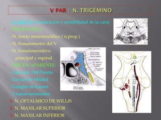  N. MIXTO ( masticación y sensibilidad de la cara)
 ORIGEN REAL :
- N. tracto mescencefálico ( n.prop.)
- N. Somatomotor del V
- N. Somatosensitivo
principal y espinal
 ORIGEN APARENTE:
- Cara ant. Del Puente
- Cavum de Meckel
- Ganglio de Gasser
- 3 ramas terminales:
1- N. OFTALMICO DE WILLIS
2- N. MAXILAR SUPERIOR
3- N. MAXILAR INFERIOR
 