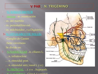  N. SOMATOMOTOR
 Inerva: - m. masticación
- m. del martillo
- m. periestafilino ext.
- m. milohioideo , r.a.Digástrico
1- N. OFTALMICO DE WILLIS:
-Ganglio de Gasser
-Seno cavernoso
Se divide en:
 N.NASOCILIAR ..n. ciliares L.
… n. infratroclear
… n. etmoidal post.
… n. etmoidal ant.( nasal i. y e.)
 N. FRONTAL …i. y e. ..Supraorb.
 