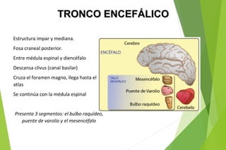 Estructura impar y mediana.
Fosa craneal posterior.
Entre médula espinal y diencéfalo
Descansa clivus (canal basilar)
Cruza el foramen magno, llega hasta el
atlas
Se continúa con la médula espinal
Presenta 3 segmentos: el bulbo raquídeo,
puente de varolio y el mesencéfalo
TRONCO ENCEFÁLICOTRONCO ENCEFÁLICO
 