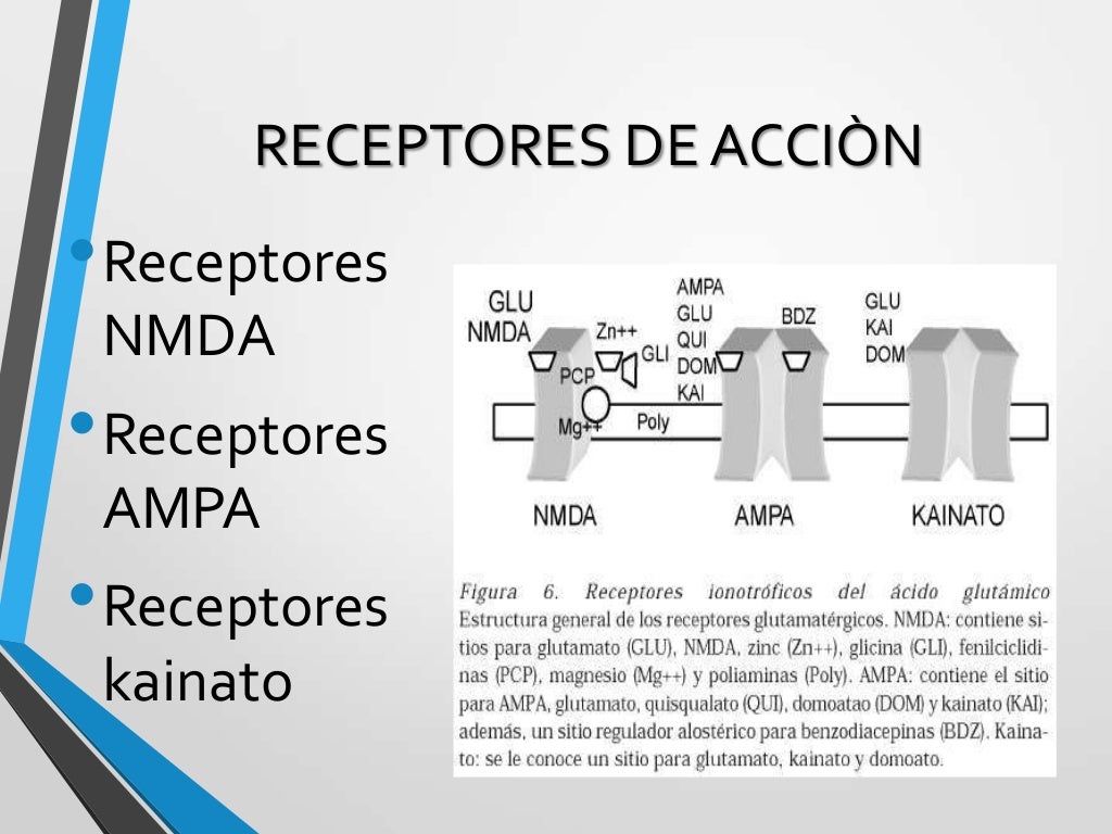 nmda y magnesio