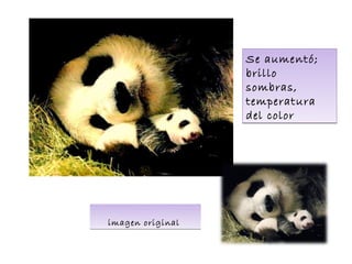 Se aumentó;
brillo
sombras,
temperatura
del color
imagen original