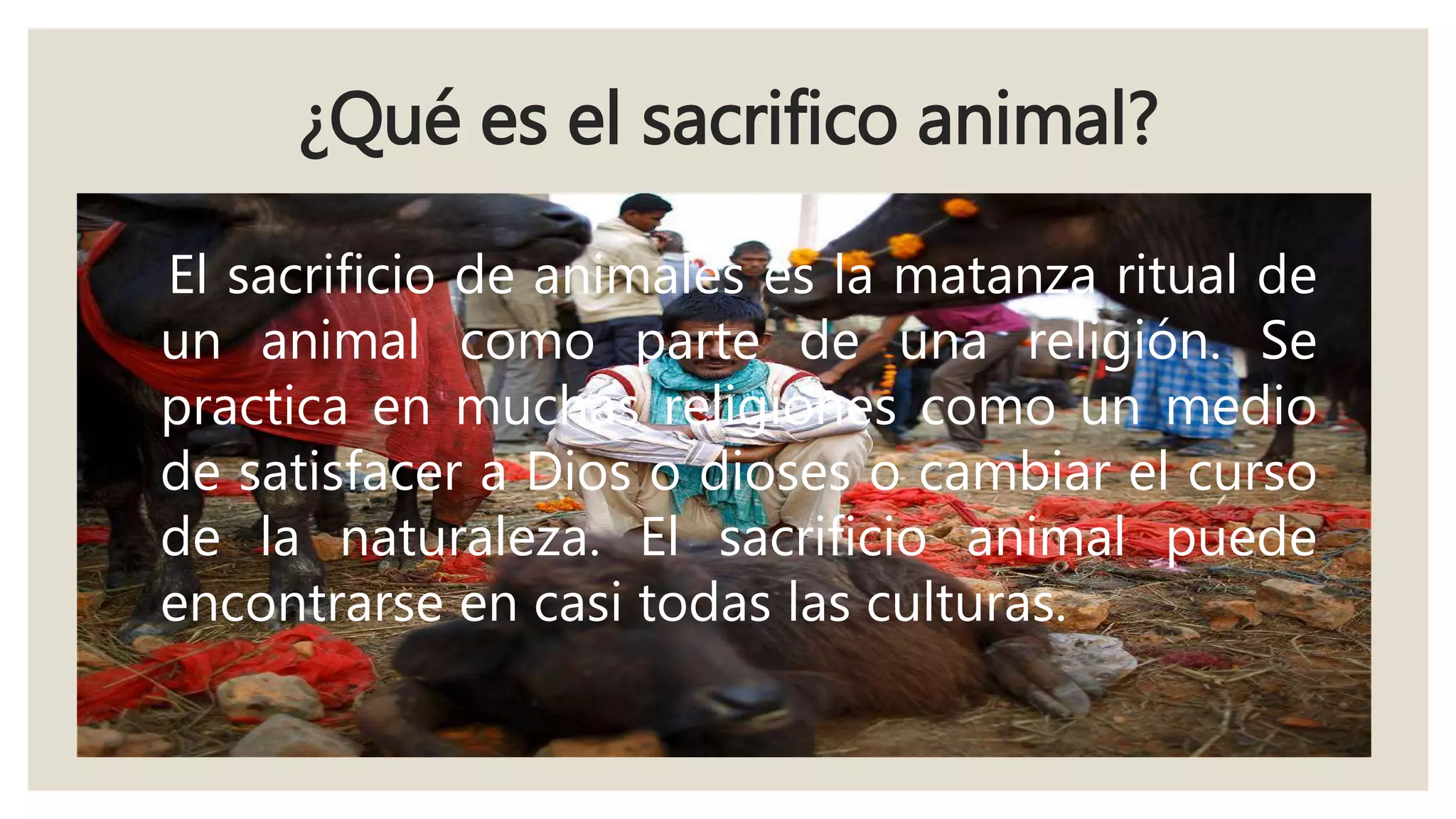 Sacrificio Animal | PPT