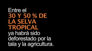Entre el
30 Y 50 % DE
LA SELVA
TROPICAL
ya habrá sido
deforestado por la
tala y la agricultura.
 