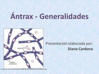 Ántrax - Generalidades
Presentación elaborada por:
Diana Cardona
Tomado de: http://www.txtwriter.com/Backgrounders/Bioterrorism/btfigure5.jpg
 