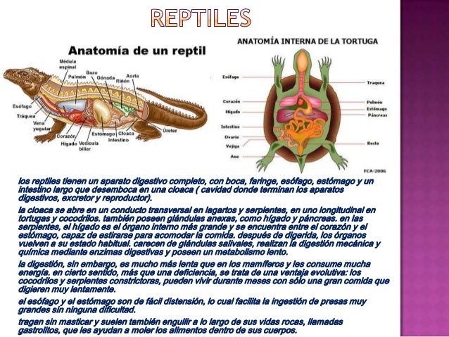 Presentación nutrición en vertebrados