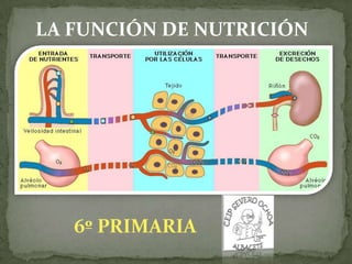 LA FUNCIÓN DE NUTRICIÓN

6º PRIMARIA

 