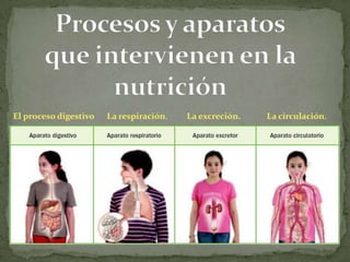 El proceso digestivo

La respiración.

La excreción.

La circulación.

 