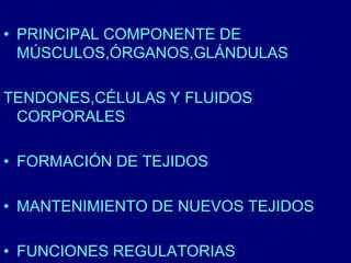 • PRINCIPAL COMPONENTE DE 
MÚSCULOS,ÓRGANOS,GLÁNDULAS 
TENDONES,CÉLULAS Y FLUIDOS 
CORPORALES 
• FORMACIÓN DE TEJIDOS 
• MANTENIMIENTO DE NUEVOS TEJIDOS 
• FUNCIONES REGULATORIAS 
 