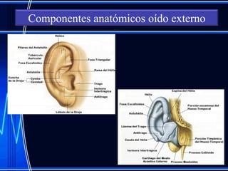 Componentes anatómicos oído externo
 