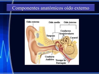 Componentes anatómicos oído externo
 