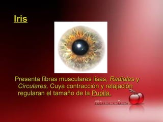 IrisIris
Presenta fibras musculares lisas,Presenta fibras musculares lisas, RadialesRadiales yy
Circulares,Circulares, Cuya contracción y relajaciónCuya contracción y relajación
regularan el tamaño de laregularan el tamaño de la Pupila.Pupila.
 