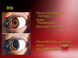 IrisIris
Fibras Circulares seFibras Circulares se
ContraenContraen
ActúaActúa
ParasimpáticoParasimpático
Deja pasar menos luz.Deja pasar menos luz.
Fibras Radiales se DilatanFibras Radiales se Dilatan
Actúa SimpáticoActúa Simpático
Deja pasar mas luz.Deja pasar mas luz.
 