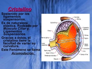 CristalinoCristalino
Sostenido por los
ligamentos
suspensorios.
Es de naturaleza
elástica. Rodeado por
Músculo Ciliar y
Ligamentos
Suspensorios.
Gracias a éstos, el
cristalino tiene la
facultad de variar su
curvatura.
Este Fenómeno se llama
Acomodación.
 