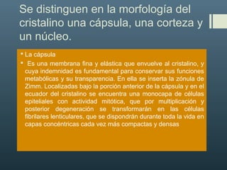 Se distinguen en la morfología del
cristalino una cápsula, una corteza y
un núcleo.
 La cápsula
 Es una membrana fina y elástica que envuelve al cristalino, y
cuya indemnidad es fundamental para conservar sus funciones
metabólicas y su transparencia. En ella se inserta la zónula de
Zimm. Localizadas bajo la porción anterior de la cápsula y en el
ecuador del cristalino se encuentra una monocapa de células
epiteliales con actividad mitótica, que por multiplicación y
posterior degeneración se transformarán en las células
fibrilares lenticulares, que se dispondrán durante toda la vida en
capas concéntricas cada vez más compactas y densas
 