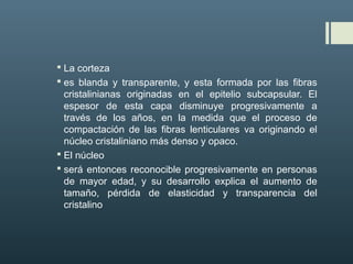  La corteza
 es blanda y transparente, y esta formada por las fibras
cristalinianas originadas en el epitelio subcapsular. El
espesor de esta capa disminuye progresivamente a
través de los años, en la medida que el proceso de
compactación de las fibras lenticulares va originando el
núcleo cristaliniano más denso y opaco.
 El núcleo
 será entonces reconocible progresivamente en personas
de mayor edad, y su desarrollo explica el aumento de
tamaño, pérdida de elasticidad y transparencia del
cristalino
 