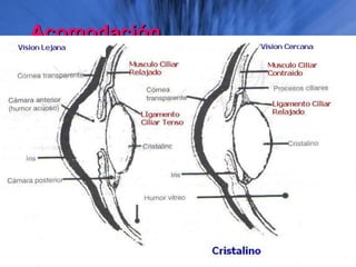 AcomodaciónAcomodación
 