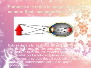 Entonces a la retina la imagen llega de
manera: Real, mas pequeña e Invertida
Esto se debe a la refracción de la luz que atraviesa
los distintos medios. Después que la imagen llegó
al fondo de la retina, los impulsos nerviosos,
generados por los fotorreceptores son
conducidos al cerebro (lóbulo occipital), quién la
reinvierte, determinando así que se vea en
posición real.
 
