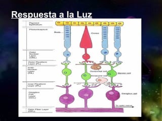 Respuesta a la Luz
 