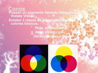 Conos
Poseen un pigmento llamado Iodopsina o
Violeta Visual.
Existen 3 clases de pigmentos, para los 3
colores básicos.
Rojo, eritropsina
Azul, cianopcina
Verde , cloropsina
 