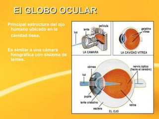 El GLOBO OCULAREl GLOBO OCULAR
Principal estructura del ojo
humano ubicado en la
cavidad ósea.
Es similar a una cámara
fotográfica con sistema de
lentes.
 