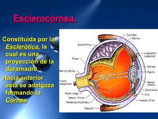 Esclerocórnea.Esclerocórnea.
Constituida por laConstituida por la
Esclerótica,Esclerótica, lala
cual es unacual es una
proyección de laproyección de la
duramadre.duramadre.
Hacia anteriorHacia anterior
ésta se adelgazaésta se adelgaza
formando laformando la
CórneaCórnea
 