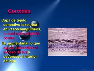 CoroidesCoroides
Capa de tejidoCapa de tejido
conectivo laxo, ricaconectivo laxo, rica
en vasos sanguíneos,en vasos sanguíneos,
la cual nutre al globola cual nutre al globo
ocular.ocular.
Es pigmentada, lo queEs pigmentada, lo que
ayuda a absorber elayuda a absorber el
exceso de luzexceso de luz yy
oscurece al interioroscurece al interior
del ojo.del ojo.
 