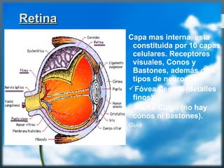 RetinaRetina
Capa mas interna, esta
constituida por 10 capas
celulares. Receptores
visuales, Conos y
Bastones, además de 4
tipos de neuronas.
Fóvea Central (detalles
finos).
Punto Ciego (no hay
conos ni bastones).
Guía
 