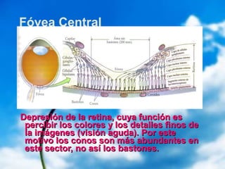 Fóvea Central
Depresión de la retina, cuya función esDepresión de la retina, cuya función es
percibir los colores y los detalles finos depercibir los colores y los detalles finos de
la imágenes (visión aguda). Por estela imágenes (visión aguda). Por este
motivo los conos son más abundantes enmotivo los conos son más abundantes en
este sector, no así los bastones.este sector, no así los bastones.
 
