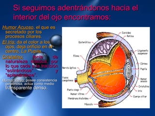 Si seguimos adentrándonos hacia elSi seguimos adentrándonos hacia el
interior del ojo encontramos:interior del ojo encontramos:
Humor AcuosoHumor Acuoso, el que es, el que es
secretado por lossecretado por los
procesos ciliares.procesos ciliares.
El Iris:El Iris: da el color a losda el color a los
ojos, deja orificio en elojos, deja orificio en el
centro,centro, La Pupila.La Pupila.
Cristalino:Cristalino: lente delente de
naturaleza elástica, pornaturaleza elástica, por
lo que cede a la tracciónlo que cede a la tracción
“estirándose” y“estirándose” y
“aplanándose”.“aplanándose”.
Humor Vitreo:Humor Vitreo: posee consistenciaposee consistencia
gelatinosa, actúa como mediogelatinosa, actúa como medio
transparente denso.transparente denso.
 