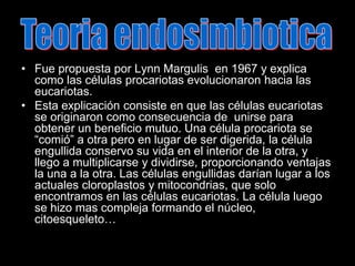 Fue propuesta por Lynn Margulis  en 1967 y explica como las células procariotas evolucionaron hacia las eucariotas.Esta explicación consiste en que las células eucariotas se originaron como consecuencia de  unirse para obtener un beneficio mutuo. Una célula procariota se “comió” a otra pero en lugar de ser digerida, la célula engullida conservo su vida en el interior de la otra, y llego a multiplicarse y dividirse, proporcionando ventajas la una a la otra. Las células engullidas darían lugar a los actuales cloroplastos y mitocondrias, que solo encontramos en las células eucariotas. La célula luego se hizo mas compleja formando el núcleo, citoesqueleto…Teoria endosimbiotica