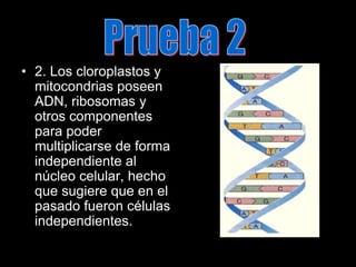 Prueba 22. Los cloroplastos y mitocondrias poseen ADN, ribosomas y otros componentes para poder multiplicarse de forma independiente al núcleo celular, hecho que sugiere que en el pasado fueron células independientes. 