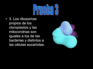 Prueba 33. Los ribosomas propios de los cloroplastos y las mitocondrias son iguales a los de las bacterias y distintos a las células eucariotas.