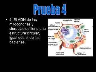 Prueba 44. El ADN de las mitocondrias y cloroplastos tiene una estructura circular, igual que el de las bacterias.