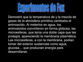 	Demostró que la temperatura de y la mezcla de gases de la atmósfera primitiva cambiaba el aminoacido. Al meterlos en agua, los aminoácidos convirtieron en forma globosa, las microesferas, que tenia una doble capa que las protegía, apareciendo la membrana plasmática. Las microesferas, a con la membrana, podían tomar del exterior sustancias como agua, glucosa… que producían energía para desarrollarse.Experimentos de Fox